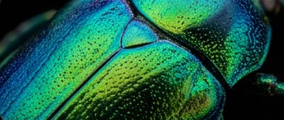 Close-up of a Vibrantly Colored Beetle's Exoskeleton