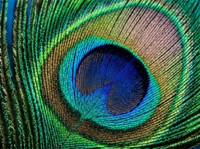 Iridescent Peacock Feather
