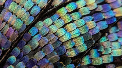 Close-up of Vibrant Butterfly Wing Scales