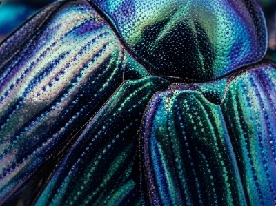Close-up of a Colorful Beetle Shell with Iridescent Patterns
