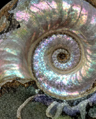 Close-up of a Beautiful Spiral Seashell with Iridescent Colors